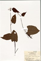 藏品(卵葉黃珊藤)的圖片